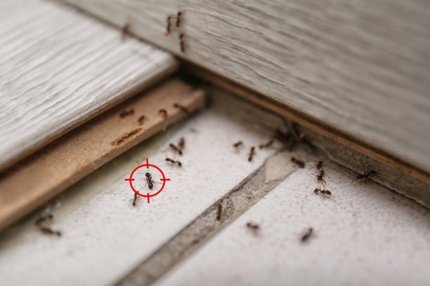 Best Pest Prevention Services  in Bushnell, IL