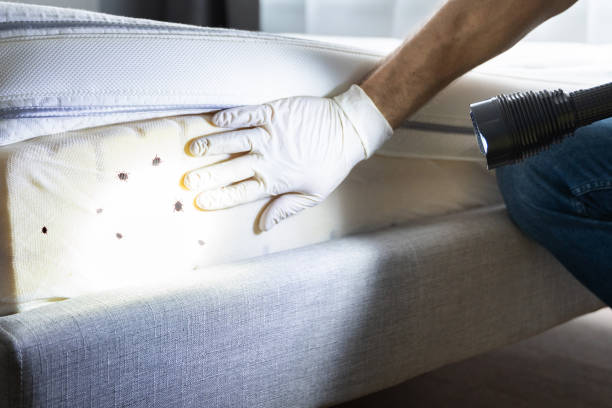 Best Residential Pest Control  in Bushnell, IL