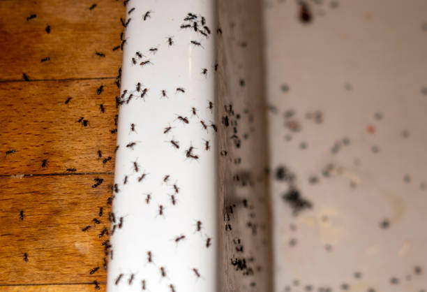 Best Best Pest Control Companies  in Bushnell, IL