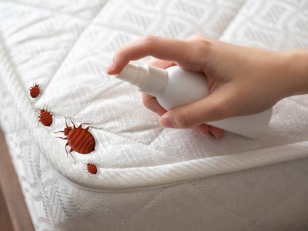 Wasp Removal Services in Bushnell, IL