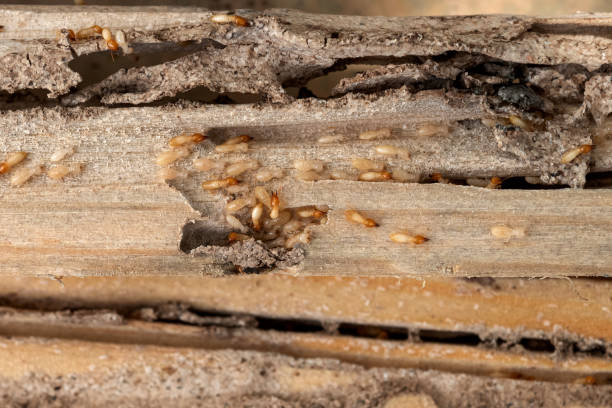Pest Control Cost in Bushnell, IL