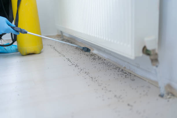Best Affordable Pest Control Services  in Bushnell, IL